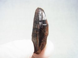 画像1: フィンランド・リプシニエミ産モリオン（黒水晶/ケアンゴーム） 7.9g