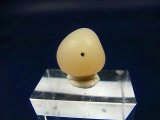 和田玉（ホータンぎょく）「羊脂白玉」オリジナルビーズ 約16×13.5×13.5mm