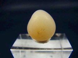 画像2: 和田玉（ホータンぎょく）「羊脂白玉」オリジナルビーズ 約16×13.5×13.5mm