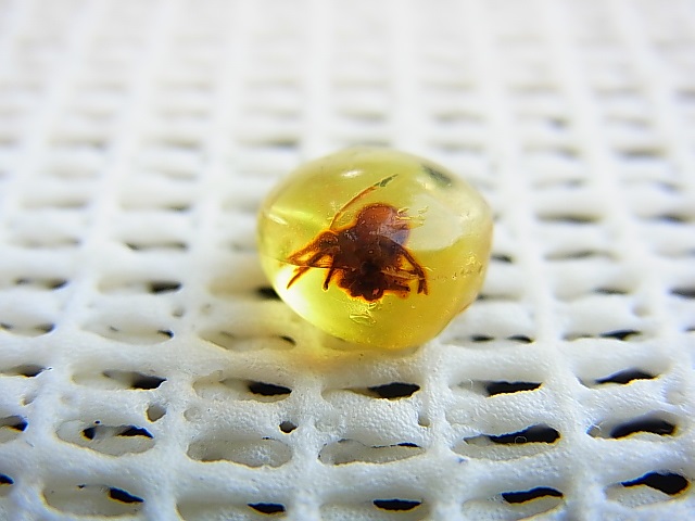 S3 特大 蜘蛛 クモ 虫入り琥珀 アンバーブローチシルバー925