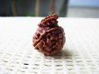 画像1: ガネーシャの鼻付き5面（パーンチャムキー）ルドラクシャ直径約16mm