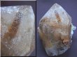 画像2: パキスタン・ハーラン産ブルッカイト＆「根ルチル（ゴールド）」付き水晶原石118.2g