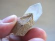 画像2: スカルドゥ産グリーンファントム水晶（セプター）13.0g
