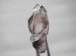 画像1: マラウイ産エジリン＆水晶原石（セプター） 7.3g