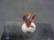 画像1: トルコ産双晶ダイアスポア原石 0.5カラット