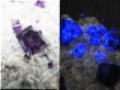 画像2: 内モンゴル自治区Yindu産ブルーフローライト（ドゥルージ水晶/アルセノパイライト）原石 43.7g