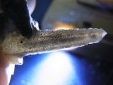 画像: 内モンゴル産角閃石/ヘデンベルガイト入り水晶原石（トラピチェ） 2.6g