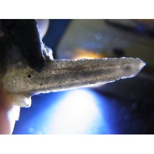 画像: 内モンゴル産角閃石/ヘデンベルガイト入り水晶原石（トラピチェ） 2.6g