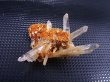 画像2: インド・マニカラン産ゴールデンヒーラー水晶（ソリューション型） 4.1g