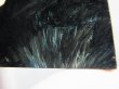 画像1: フィンランド産ヌーマイト研磨スライス 12.0g