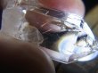 画像2: インド・マニハール産ウォータークリア水晶（ゴールドルチル入り） 5.5g
