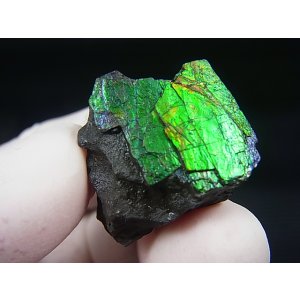 画像: カナダ・アルバータ産アンモライト原石 10.7g