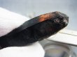 画像2: ノルウェー産モリオン（ケアンゴーム）原石 15.9g