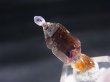 画像2: マダガスカル産セプタークオーツ（アメジスト） 1.0g