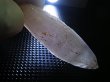 画像2: 石川県尾小屋鉱山産アメジスト原石 11.6g