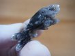 画像2: 尾平鉱山産クローライト入り水晶（連晶） 7.3g
