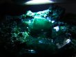 画像2: コンゴ産ダイオプテーズ原石（大粒結晶） 20.0g