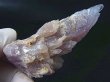 画像2: 石川県金平鉱山産紫水晶 46.2g