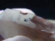 画像2: ノルウェー産ライトスモーキー水晶ポイント（アナテース外部付着/内包） 37.6g