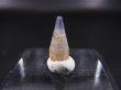 画像2: スリランカ産バイカラーサファイア原石（犬牙型） 1.4カラット