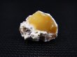 画像1: 北海道上藻別産イエローオパール原石 4.4g