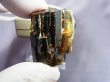 画像2: ネパール・ジャジャルコット産ドラバイトトルマリン柱状結晶原石（両錐/連晶） 108.2カラット