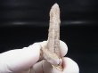 画像1: 南アフリカ産フェアリークオーツ 12.7g