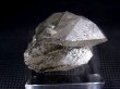 画像2: ガネーシュヒマール・ダーディン産ターミネート型クローズ水晶 36.8g
