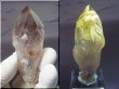 画像2: ブラジル・コルデイロス産アメジスタドーラダ/蛍光ファントムアメジスト（錐面研磨） 63.8g