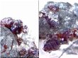画像2: ブラジル・イティンガ産水晶原石（ショール/.ジェムソナイト/レインボーガーネット付き） 96.9g