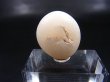 画像2: 和田玉（ホータンぎょく）「無漂白/無着色・白玉」原石 4.5g
