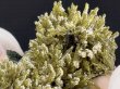 画像2: 新産地：ベトナム・ニントゥアン産エピドート原石（水晶/長石共生） 15.8g