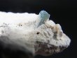 画像2: ベトナム・タインホア産アクアマリン付きカオリナイト 17.8g