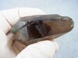 画像1: 新産地：ベトナム・ニントゥアン産スモーキー水晶（ＤＴ/エピドート内包） 62.5g