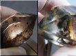画像2: 新産地：ベトナム・ニントゥアン産スモーキー水晶（ＤＴ/エピドート内包） 62.5g