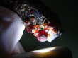 画像2: 福建省産スペサルティンガーネット付きスモーキー水晶原石 12.0g