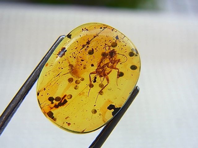 虫入り琥珀 可動水泡大1 化石 ミャンマー カムティかタナイ産