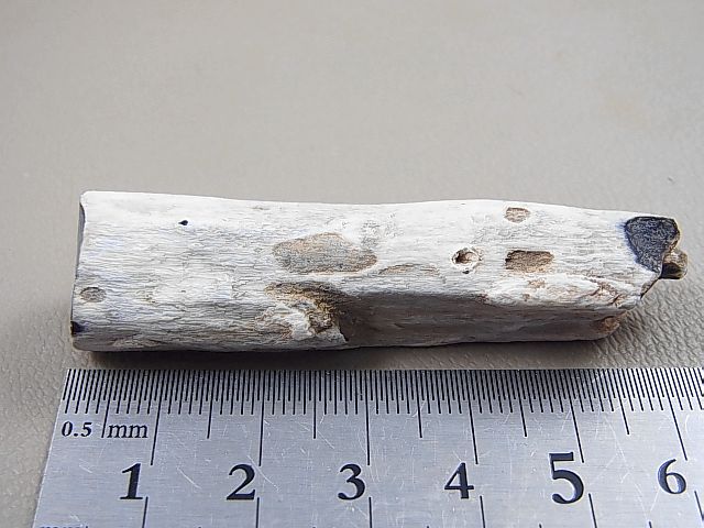 画像: トルコ産珪化木（ペトリファイドウッド）オパール原石 16.6g