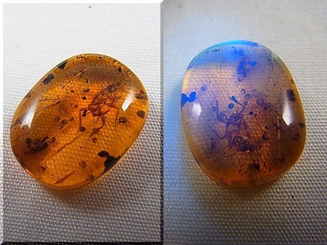画像: 虫入り（コオロギ幼虫などの古代昆虫＆種子）バーマイト（ミャンマー蛍光琥珀）研磨タンブル 3.2カラット