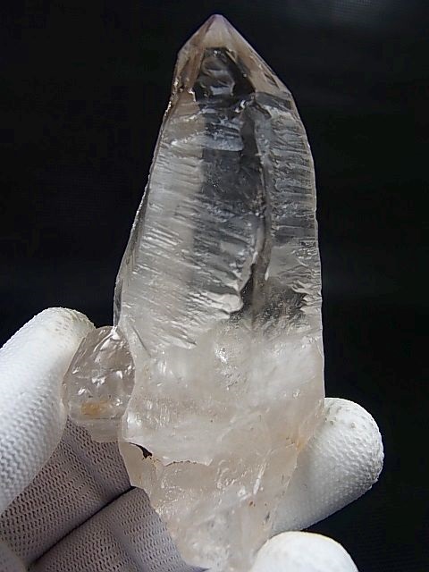 値下げしました。アイボリーコースト産　カタモンオオツノハナムグリ　 76mm 値下げしました。アイボリーコースト産カタモンオオツノ