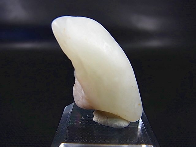 画像2: 和田玉（ホータンぎょく）「無漂白/無着色・白玉」原石 8.3g