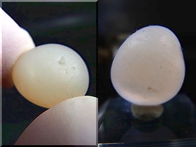 画像: 和田玉（ホータンぎょく）「無漂白/無着色・白玉」原石 3.4g