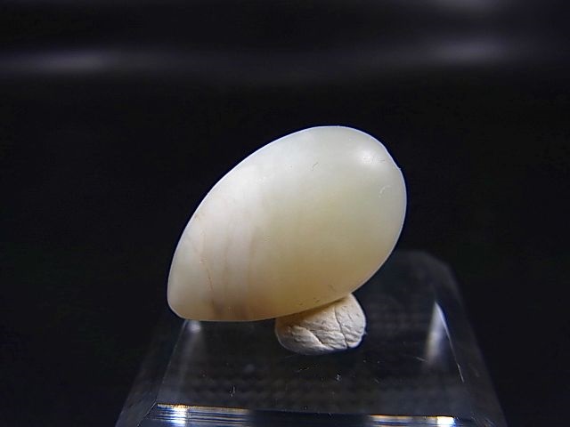 画像: 和田玉（ホータンぎょく）「羊脂白玉」オリジナルビーズ 約19.5×12.5×9mm