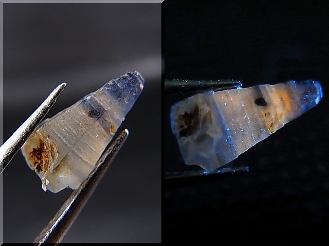 画像: スリランカ産バイカラーサファイア原石（犬牙型） 1.4カラット