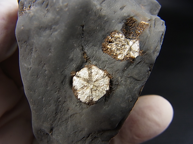 画像: 群馬県産桜石（アイオライト仮晶）原石 129.1g