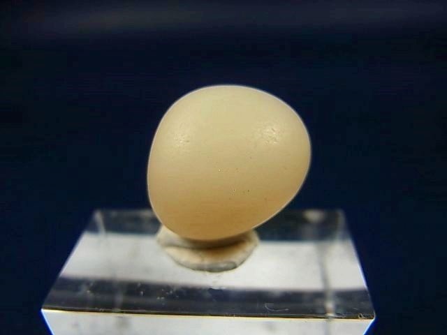画像: 和田玉（ホータンぎょく）「羊脂白玉」オリジナルビーズ 約16×13.5×13.5mm