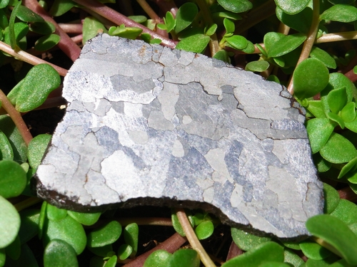 画像: カンポ・デル・シエロ鉄隕石51.0g